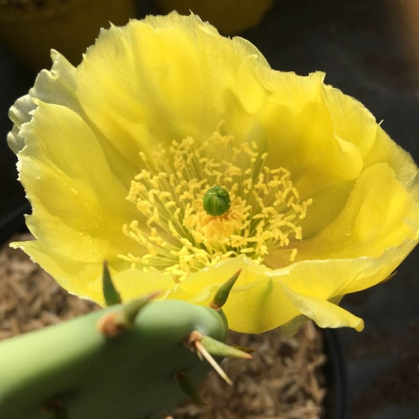 Opuntia semispinosa (Floración)