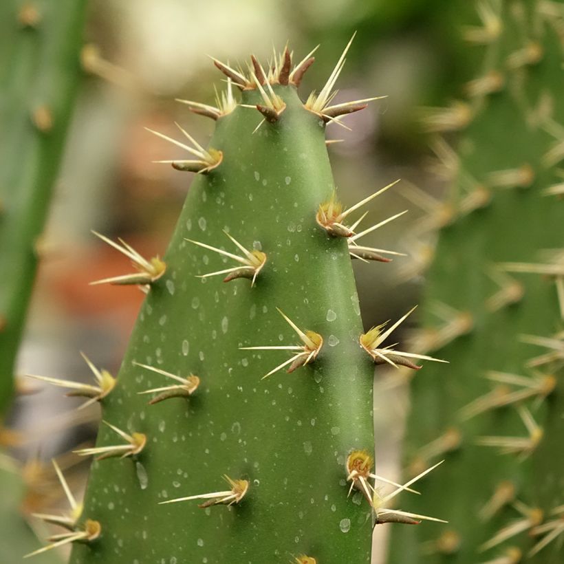 Opuntia semispinosa (Follaje)