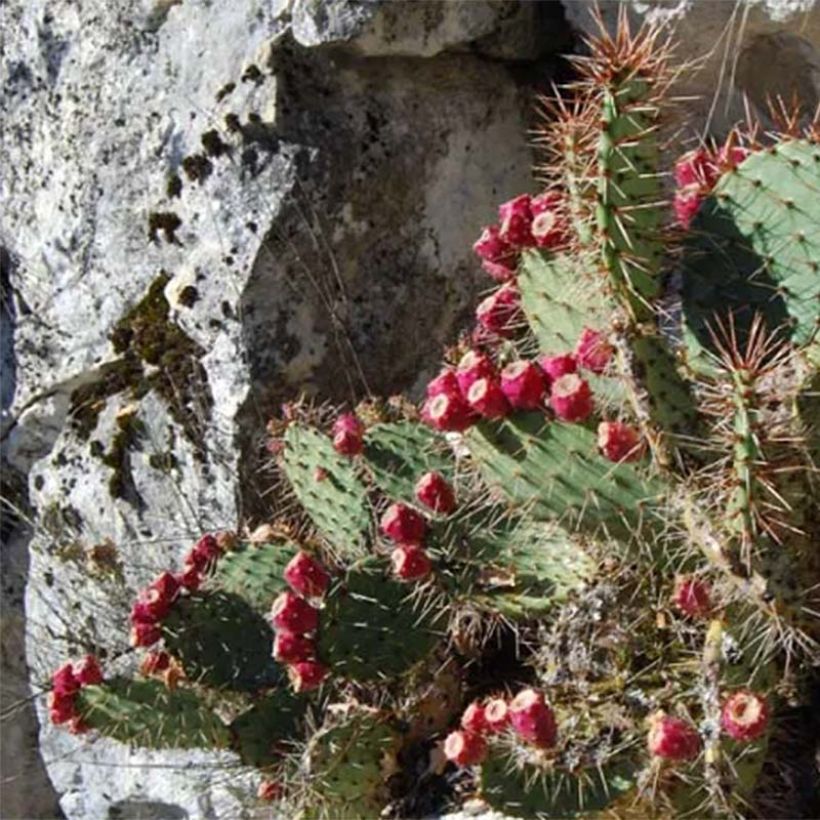 Opuntia zuniensis (Porte)