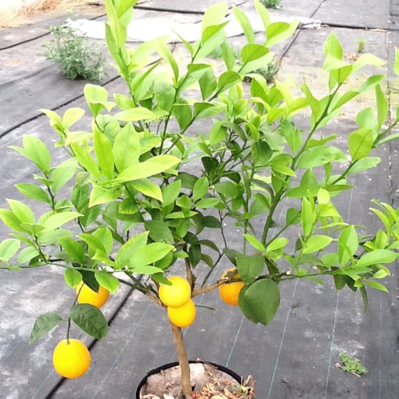 Naranjo Oranger - Citrus sinensis (Porte)