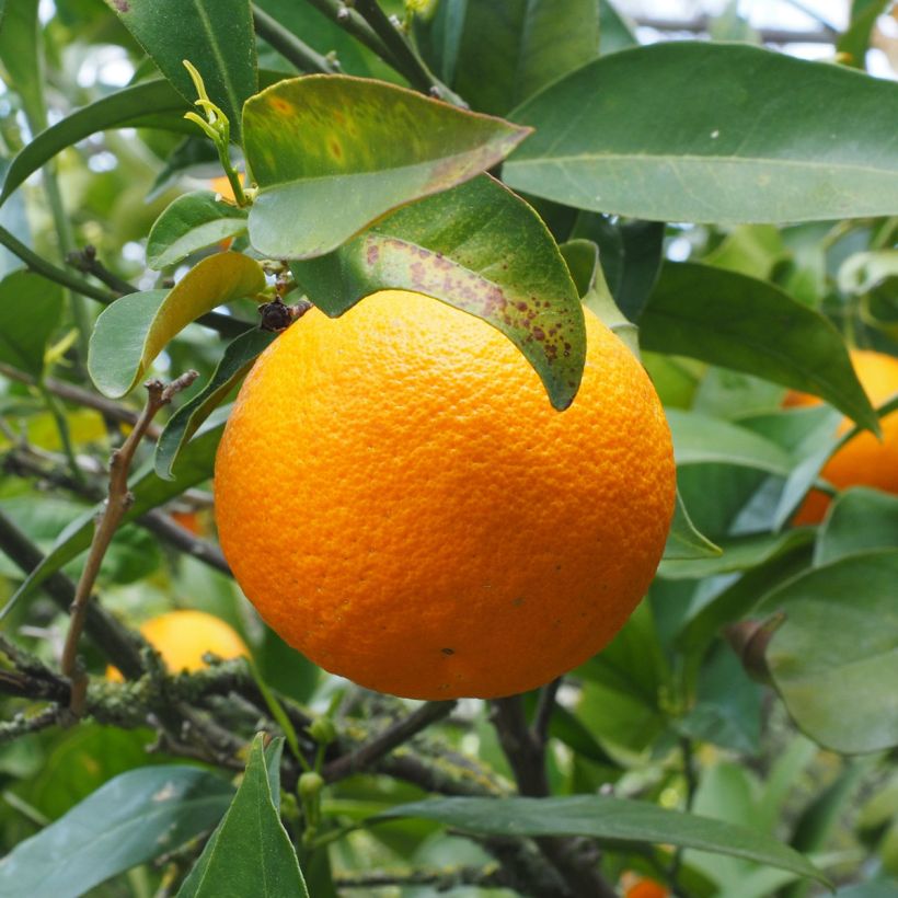 Naranjo Oranger - Citrus sinensis (Cosecha)