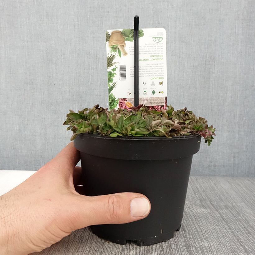 Origan - Origanum vulgare Compactum pot de 1.5L/2L Ejemplar entregado en la primavera