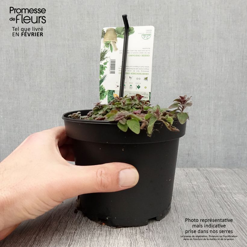 Origan vert ou grec - Origanum heracleoticum (vulgare subsp. hirtum) Pot de 1,5L/2L Ejemplar entregado en invierno