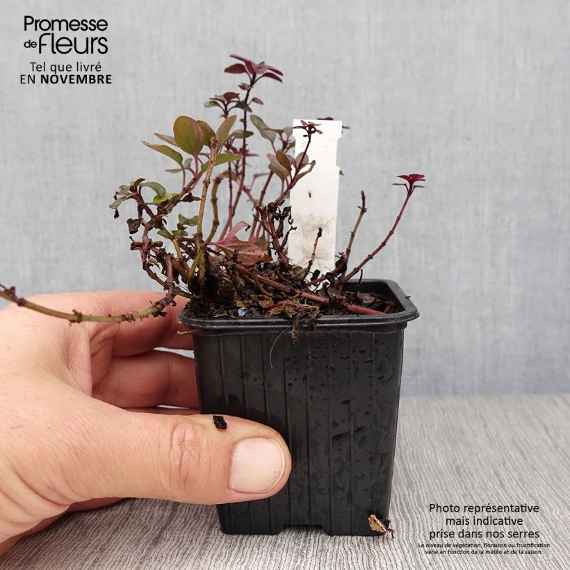 Ejemplar de Origanum laevigatum Herrenhausen -  Origan pourpre - Marjolaine Godet de 8/9cm entregado en otoño