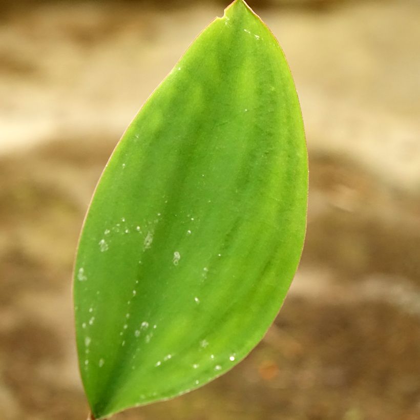 Orontium aquaticum (Follaje)