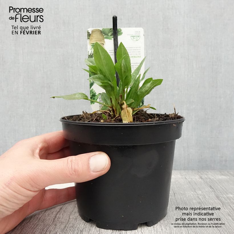 Oseille Epinard - Rumex patientia Pot de 1,5L/2L Ejemplar entregado en invierno