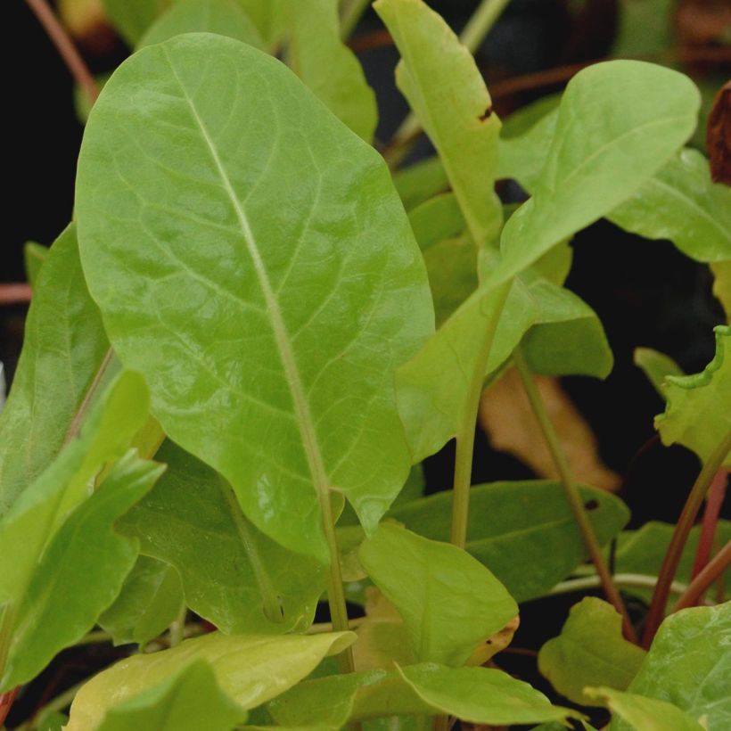 Acedera común - Rumex acetosa (Follaje)