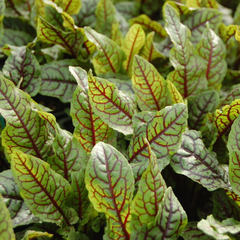 Acedera - Rumex sanguineus (Cosecha)