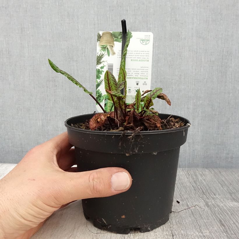 Oseille sanguine - Rumex sanguineus pot de 1.5L/2L Ejemplar entregado en la primavera