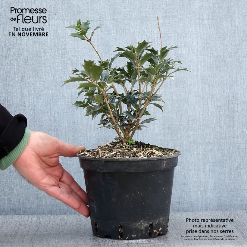 Ejemplar de Osmanthus heterophyllus - Osmanthe ? feuilles de houx - Pot de 3L/4L entregado en otoño