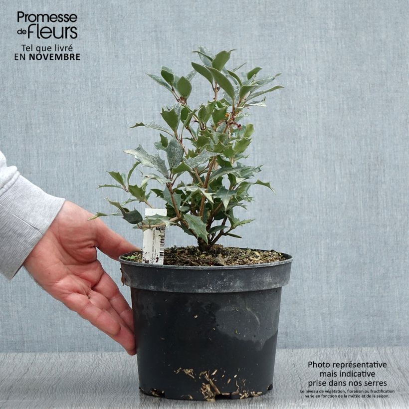 Ejemplar de Osmanthus heterophyllus Purpureus Pot de 3L/4L entregado en otoño