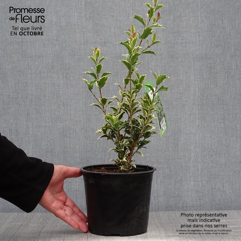 Ejemplar de Osmanthus heterophyllus Variegatus - Osmanthe panaché en pot de 3L/4L entregado en otoño