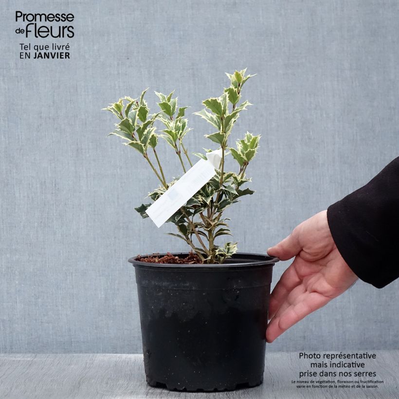 Osmanthus heterophyllus Variegatus - Osmanthe panaché en pot de 3L/4L Ejemplar entregado en invierno