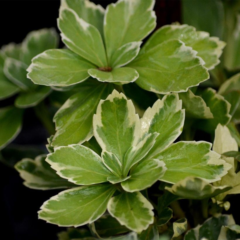 Pachysandra terminalis Variegata - Diamante (Follaje)