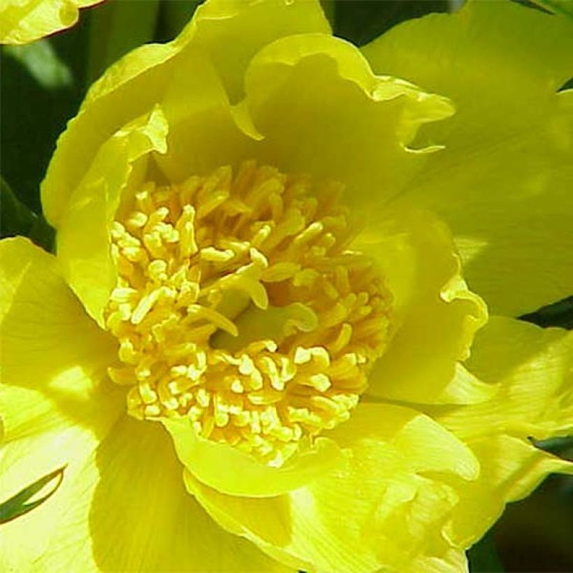 Paeonia delavayi var. lutea - árbol peonía (Floración)