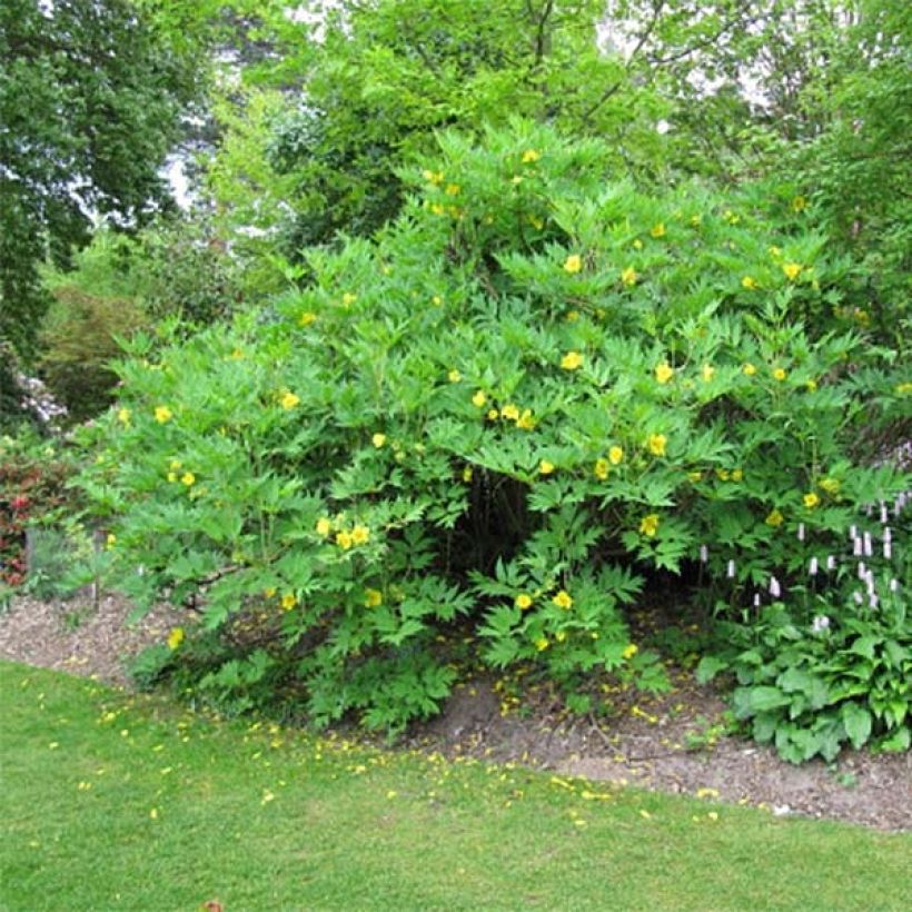 Paeonia delavayi var. lutea - árbol peonía (Porte)