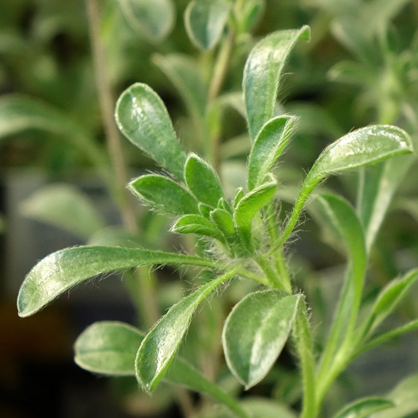 Pallenis maritima Aurelia Gold (Follaje)