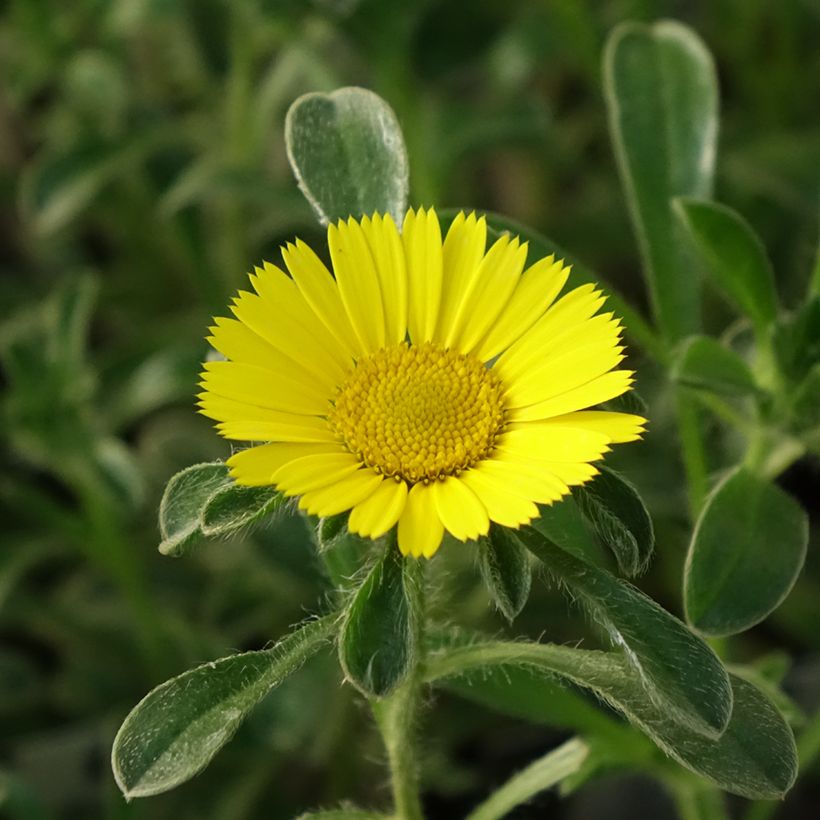 Pallenis maritima Aurelia Gold (Floración)