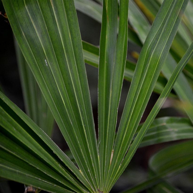 Palmito elevado - Trachycarpus fortunei (Follaje)