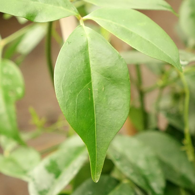 Pandorea jasminoïdes Rosea (Follaje)