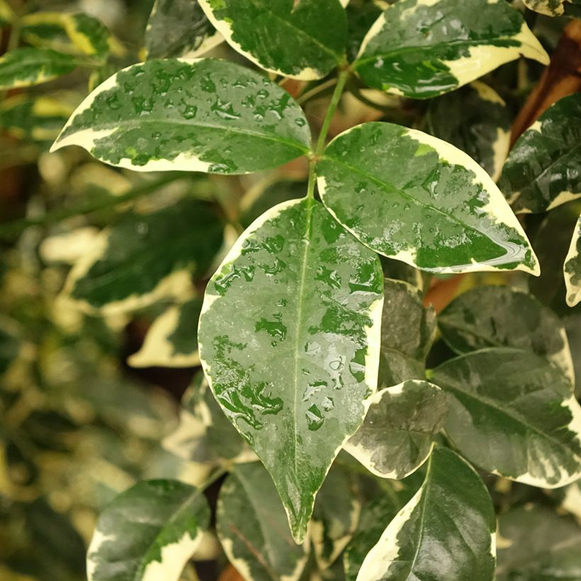 Pandorea jasminoïdes Variegata (Follaje)