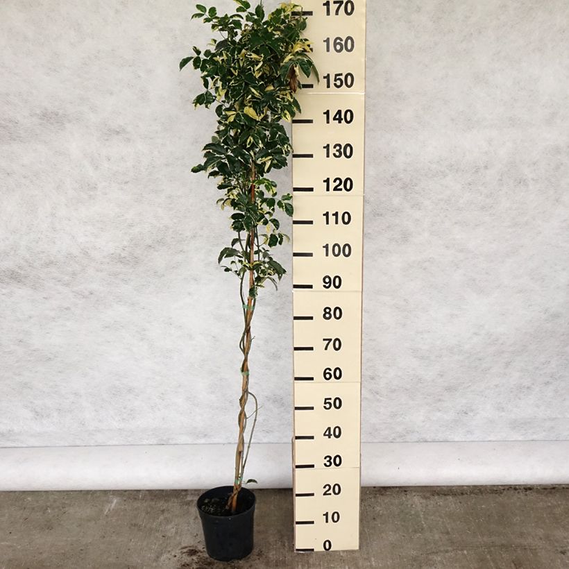 Pandorea jasminoïdes Variegata Maceta 3L/4LAltura de entrega aprox. 160/200cm Ejemplar entregado en la primavera