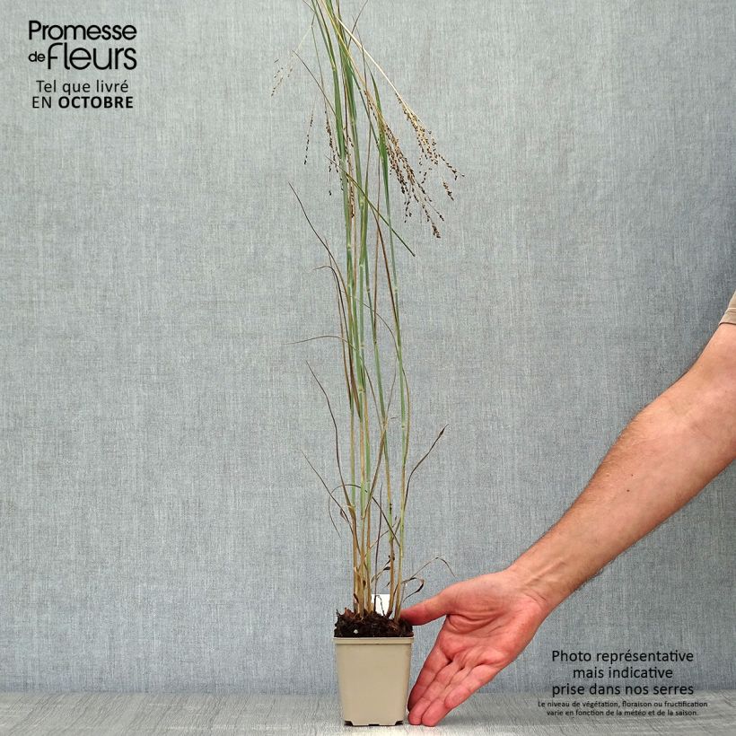 Ejemplar de Panic érigé - Panicum virgatum Blue Darkness Godet de 9cm entregado en otoño