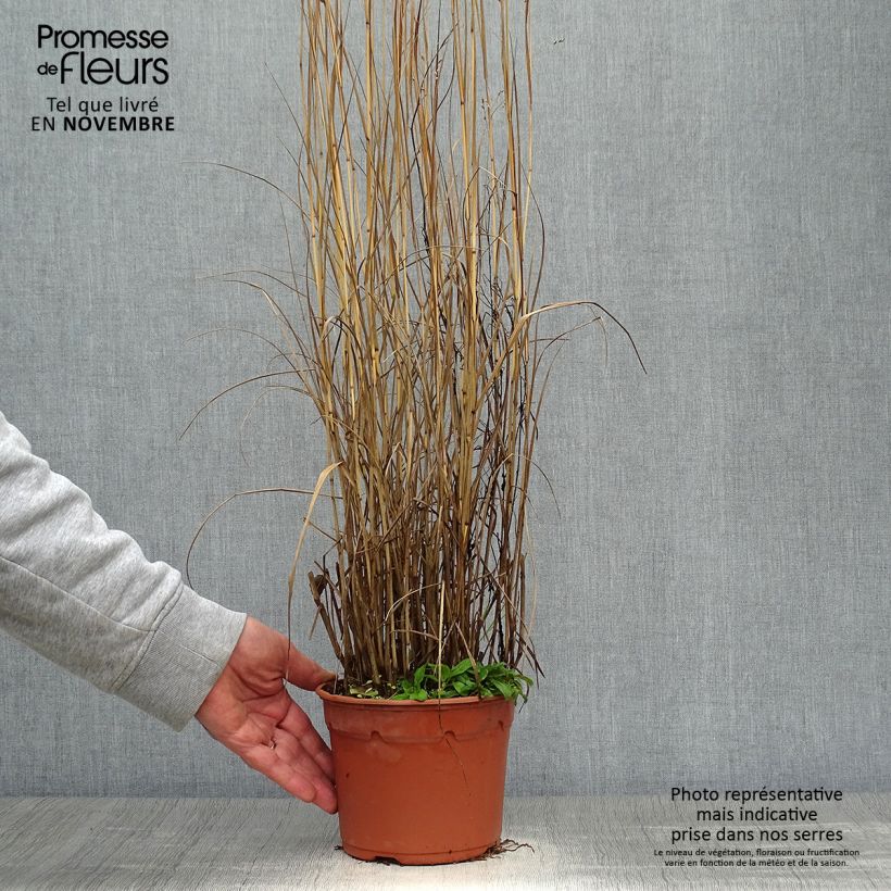 Ejemplar de Panic érigé - Panicum virgatum Heavy Métal pot de 2L entregado en otoño