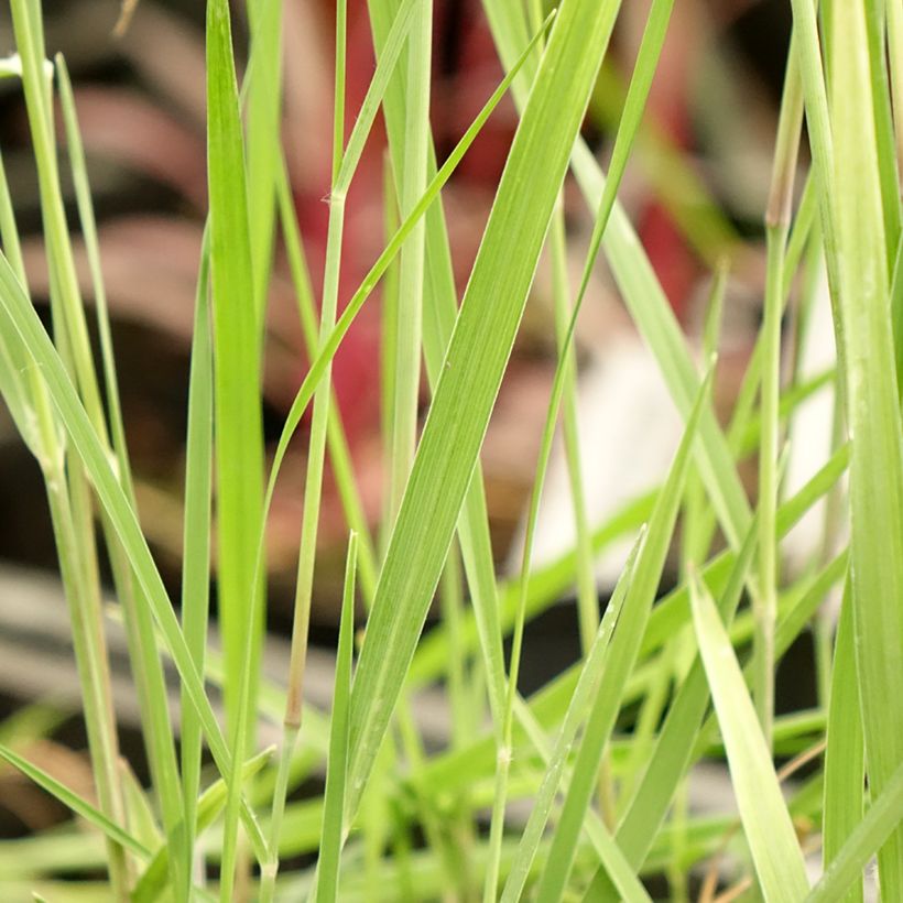 Panicum virgatum Heiliger Hain (Follaje)