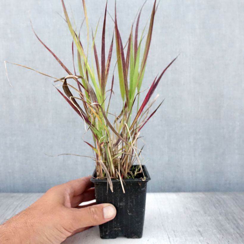 Ejemplar de Panic érigé - Panicum virgatum Oxblood Autumn - Godet de 8/9 cm entregado en verano