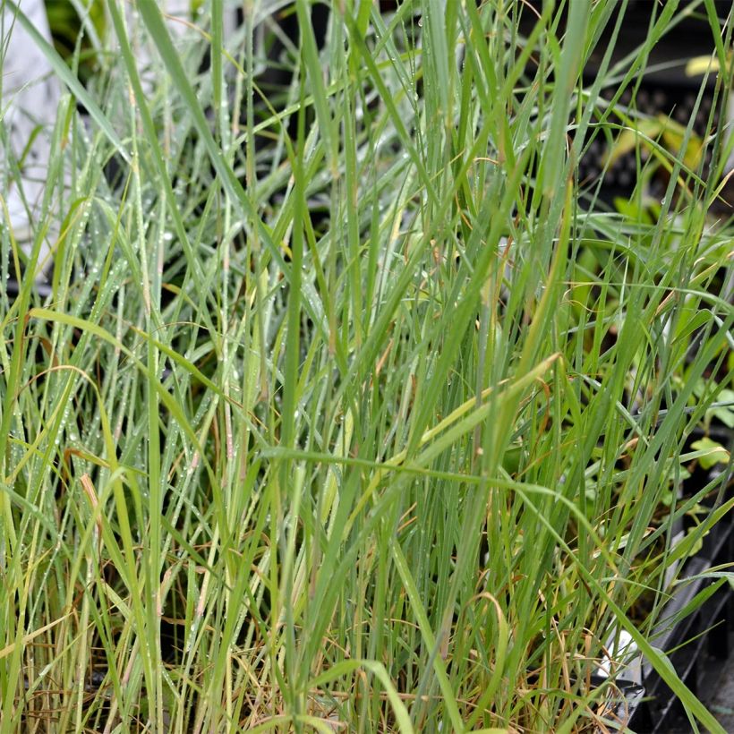 Panicum virgatum Prairie Sky (Follaje)