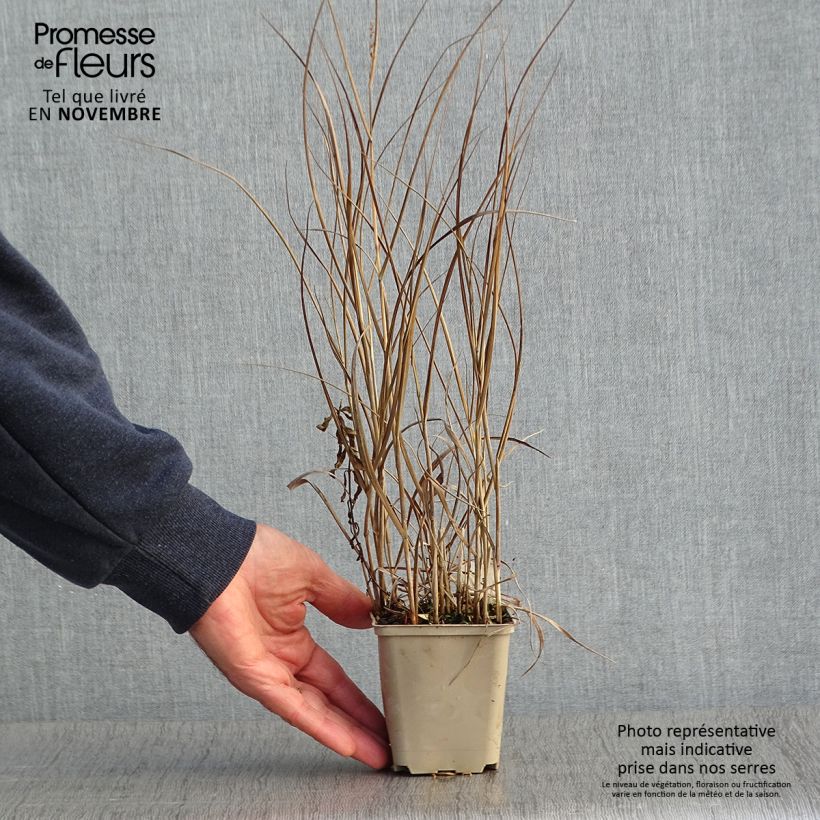 Ejemplar de Panic érigé - Panicum virgatum Prairie Sky Godet de 9cm entregado en otoño