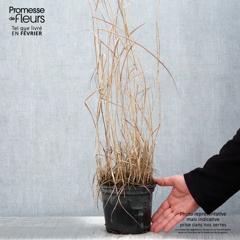 Panic érigé - Panicum virgatum Prairie Sky - Pot de 2L/3L Ejemplar entregado en invierno