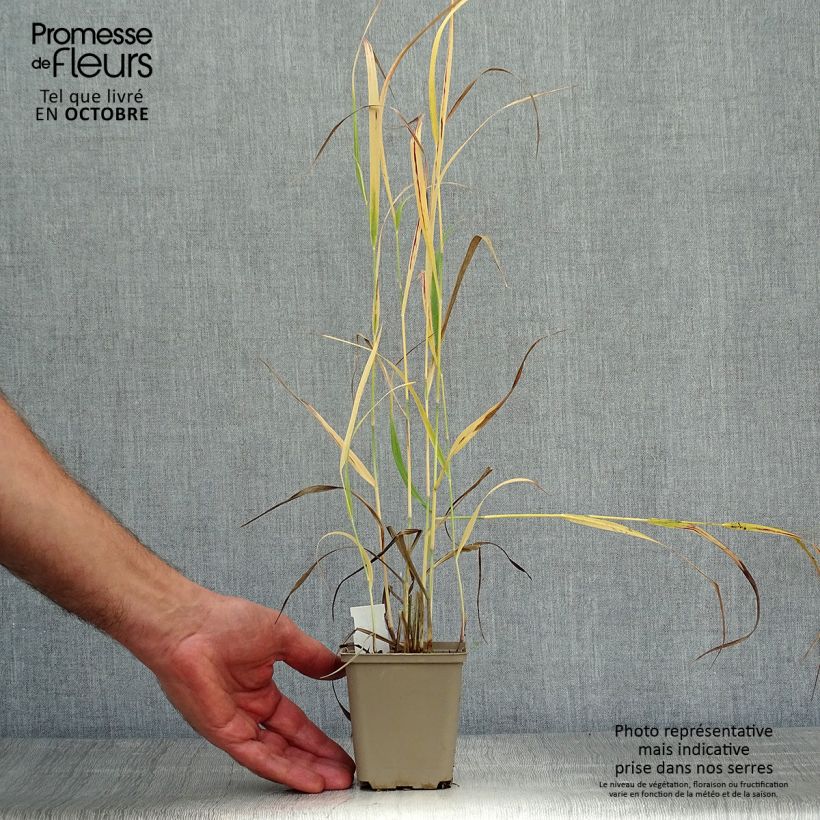 Ejemplar de Panic érigé - Panicum virgatum Sangria en godet de 9 cm entregado en otoño