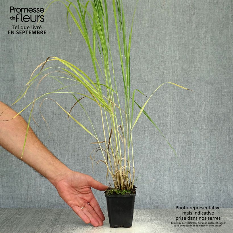 Ejemplar de Panic érigé - Panicum virgatum Thundercloud  Godet de 9cm entregado en otoño