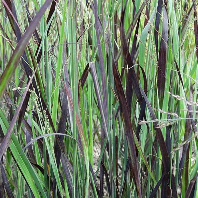 Panicum virgatum Blue Darkness (Follaje)