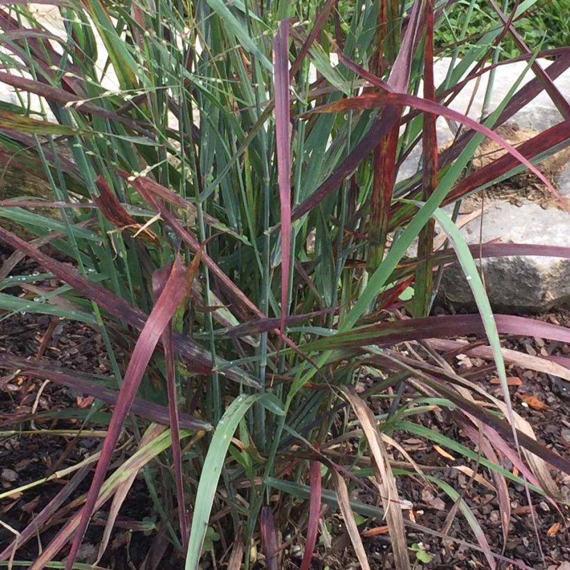 Panicum virgatum Hot Rod (Follaje)