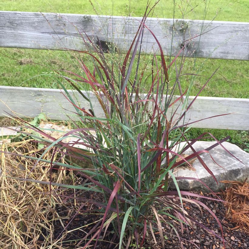 Panicum virgatum Hot Rod (Porte)