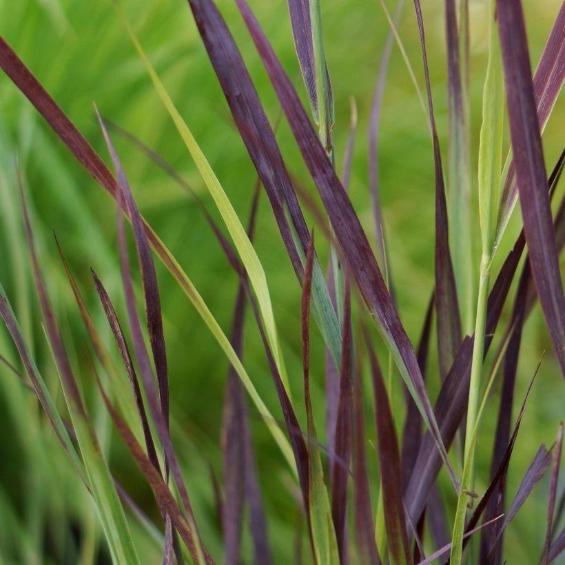 Panicum virgatum Purple Breeze (Follaje)