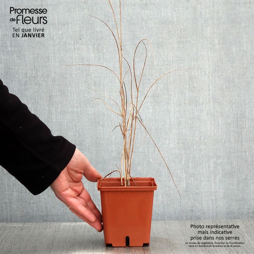 Panicum virgatum Purple Breeze - Pot de 1L/1,5L Ejemplar entregado en invierno