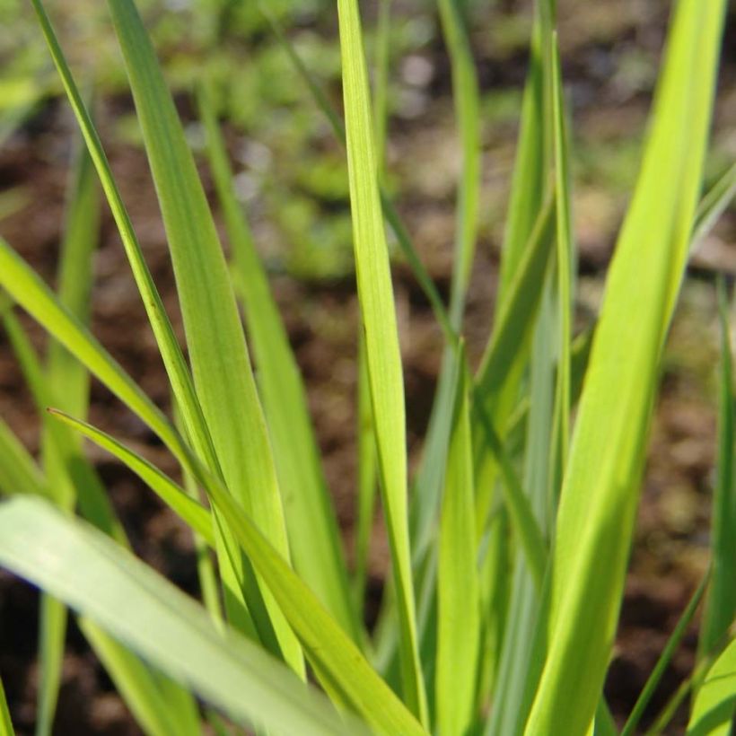 Panicum virgatum Rehbraun (Follaje)