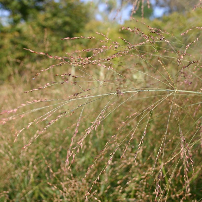 Panicum virgatum Rehbraun (Floración)