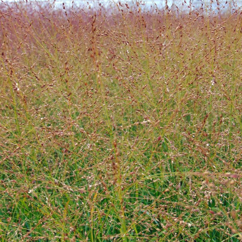 Panicum virgatum Rotstrahlbusch (Floración)