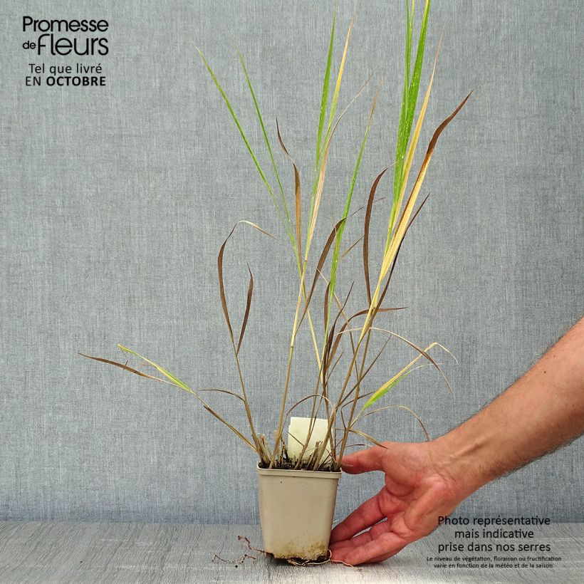 Ejemplar de Panicum virgatum Squaw - Panic érigé  Godet de 9cm entregado en otoño