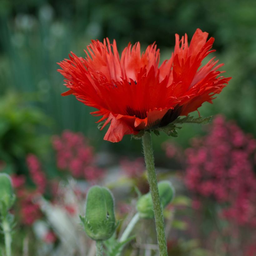 Amapola oriental Curlilocks - Papaver orientale (Porte)