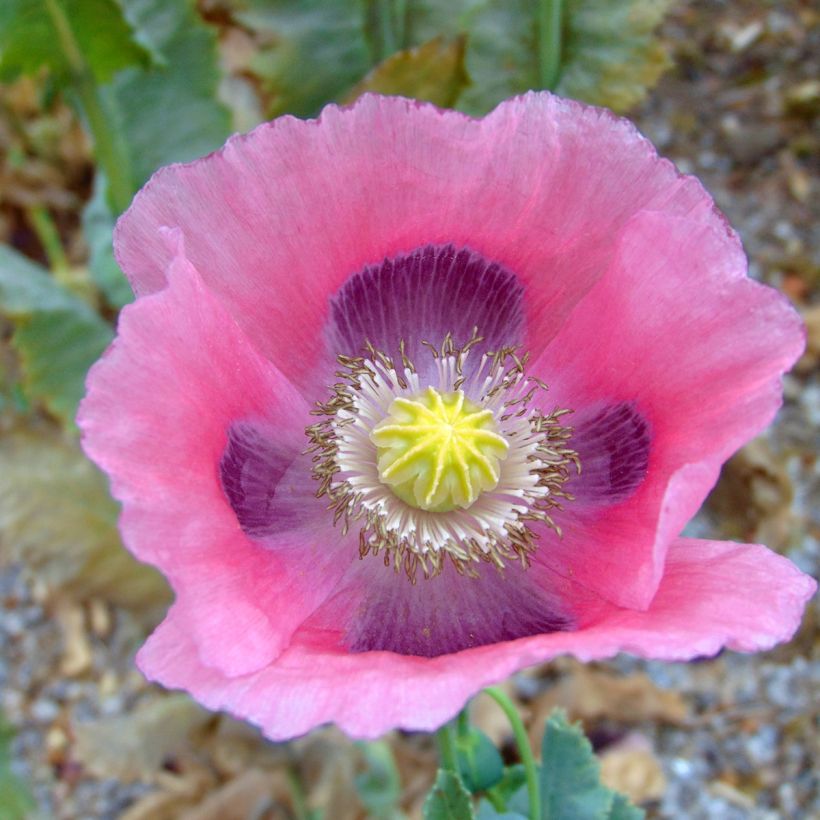 Adormidera nigrum - Papaver somniferum (Floración)