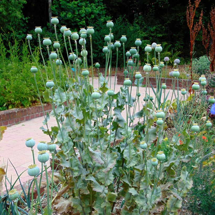 Adormidera nigrum - Papaver somniferum (Porte)