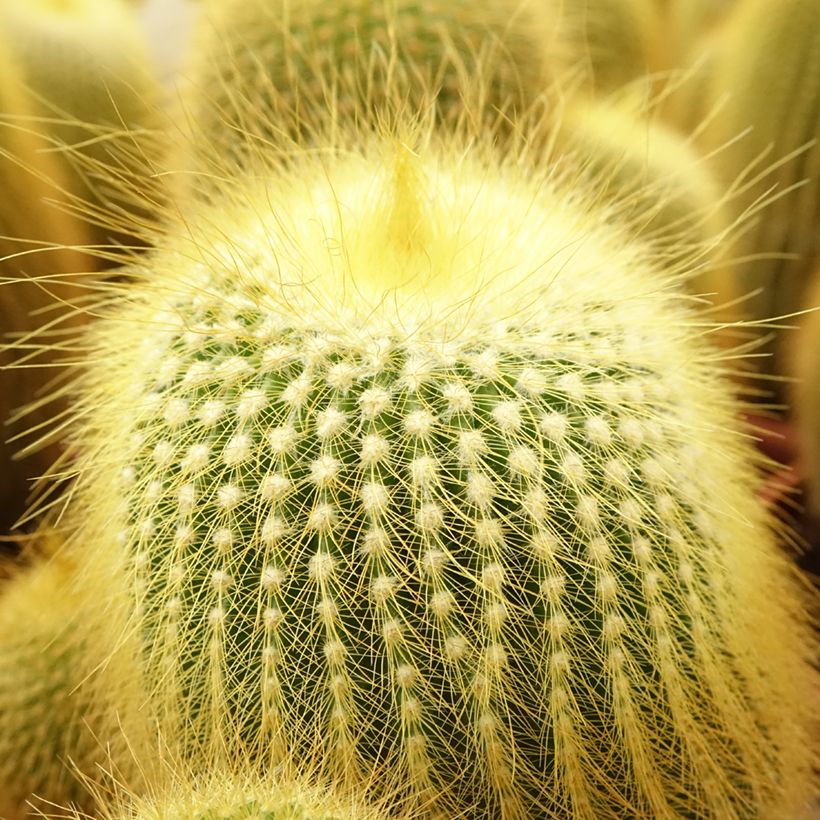 Parodia leninghausii (Follaje)