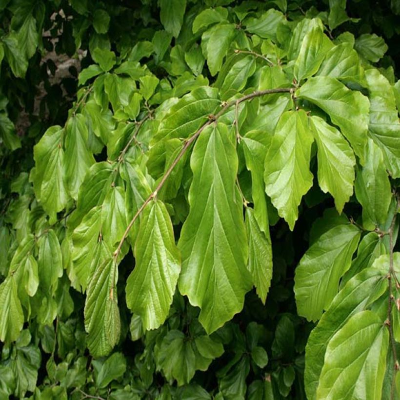 Parrotia persica - Árbol de hierro (Follaje)