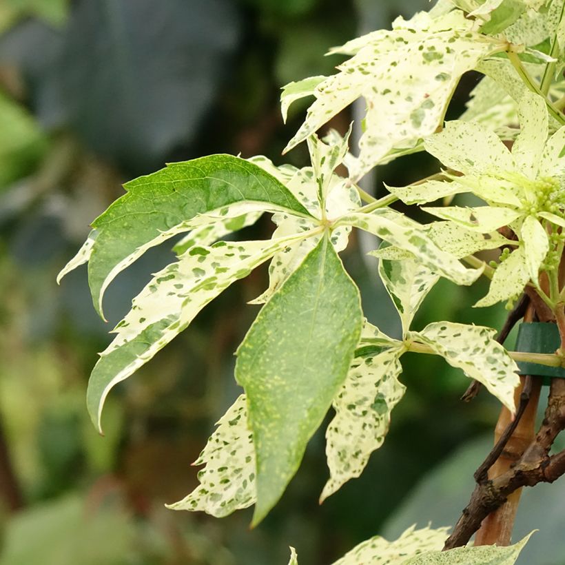 Parthenocissus quinquefolia Star Shower - Parra virgen (Follaje)